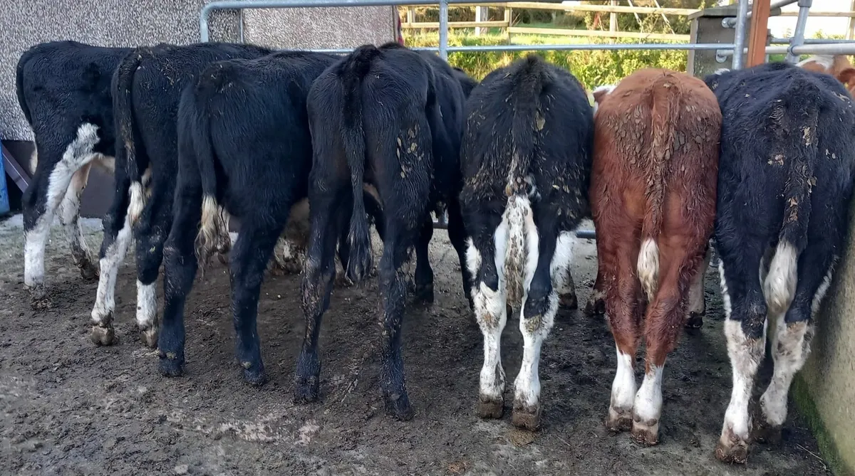 Hereford Weanling Bull calves - Image 3