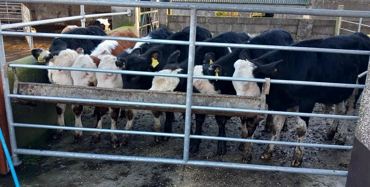 Hereford Weanling Bull calves - Image 4