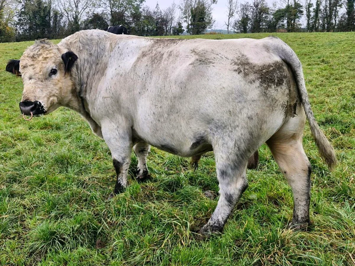 P.B.R speckle park bull - Image 2