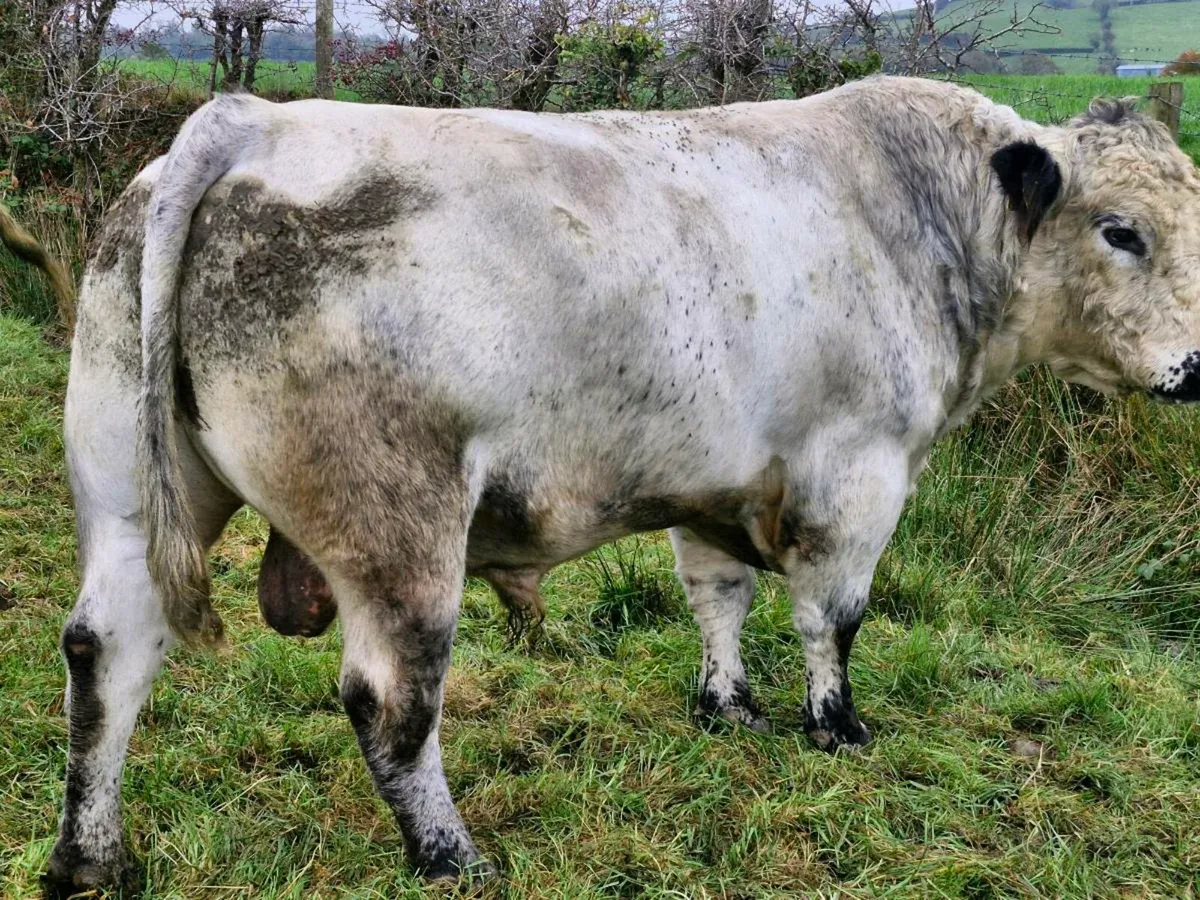 P.B.R speckle park bull - Image 3
