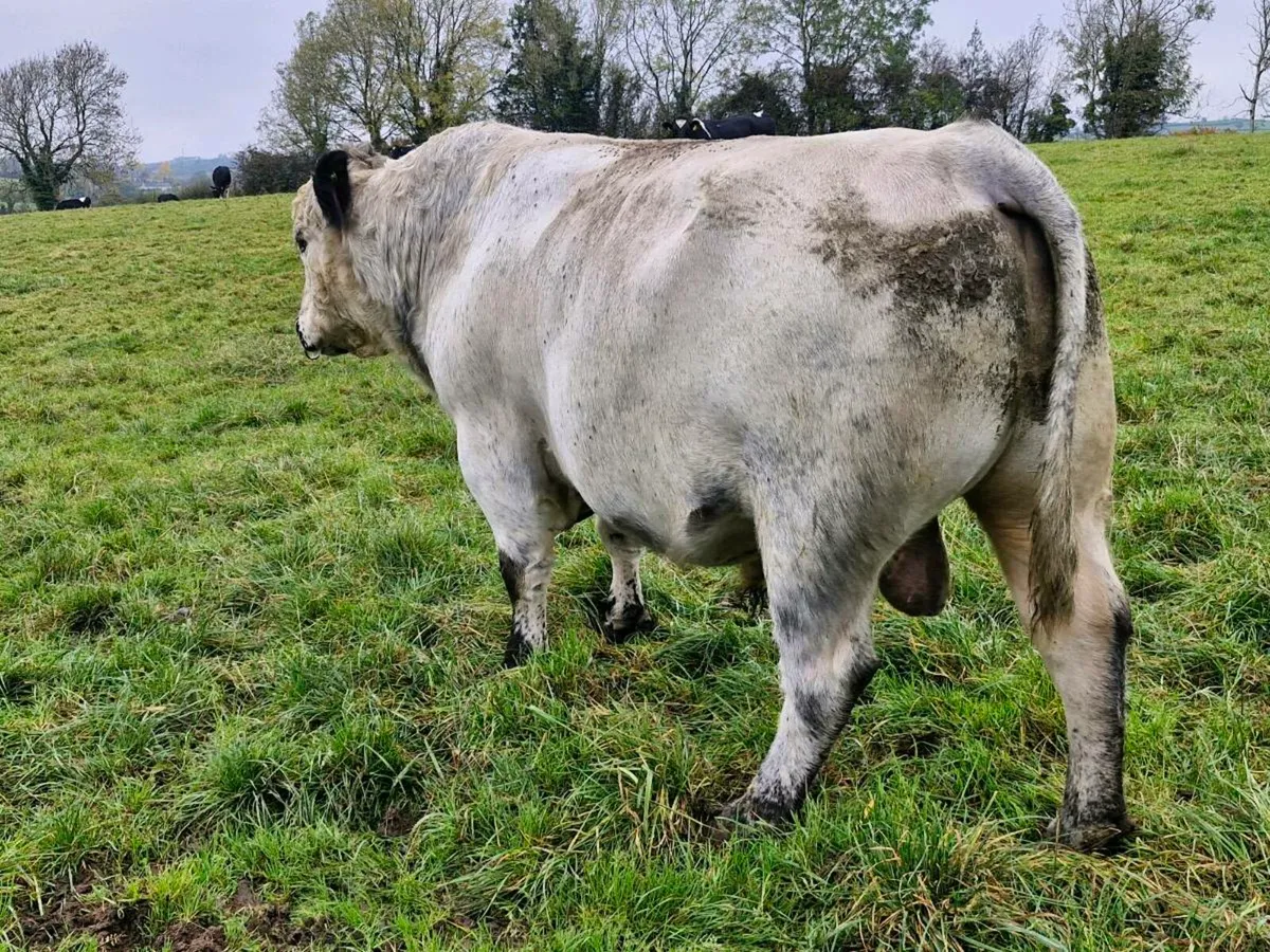 P.B.R speckle park bull - Image 4