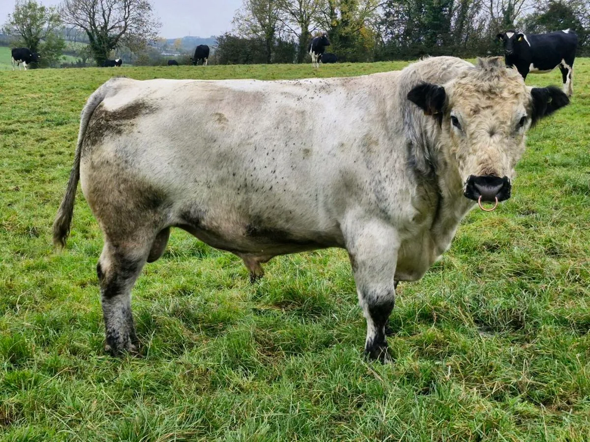 P.B.R speckle park bull - Image 1
