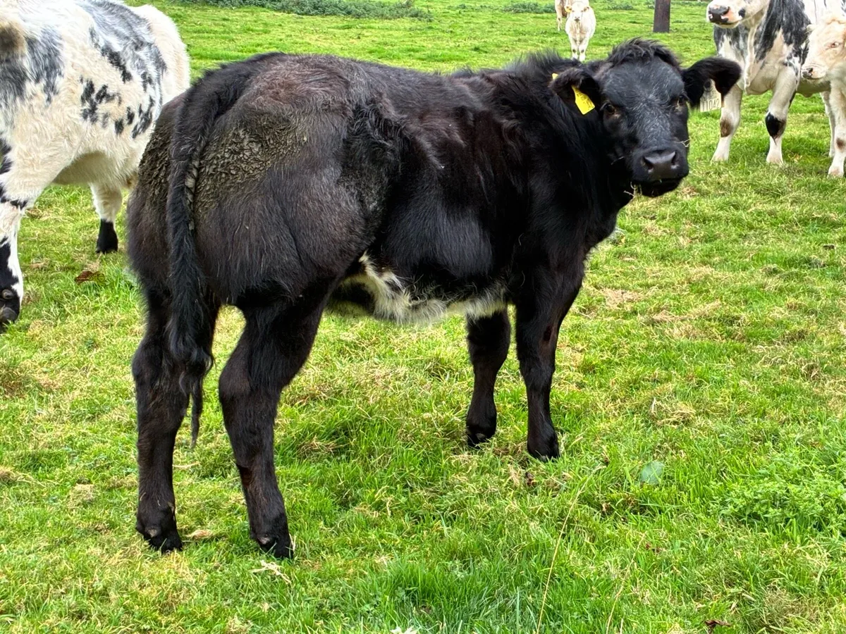 Super show heifer for sale - Image 1