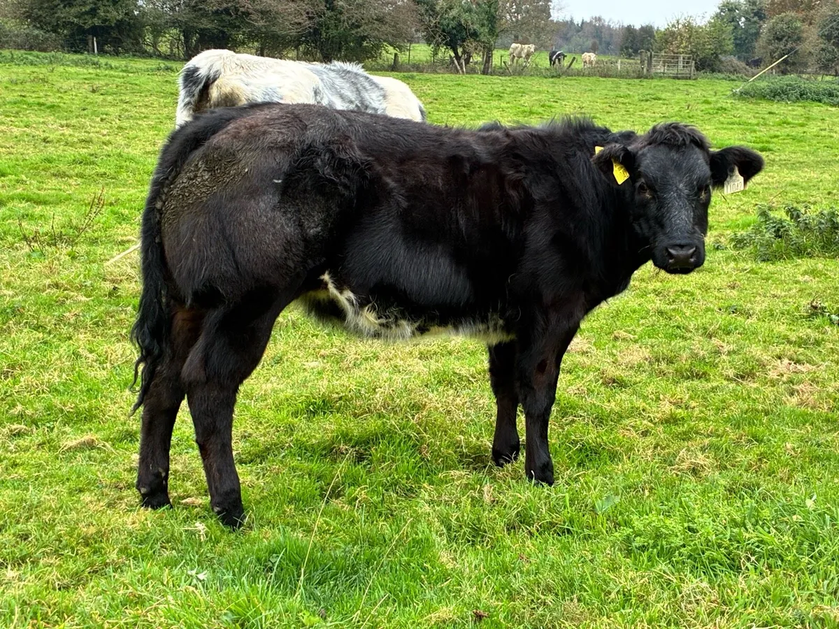 Super show heifer for sale - Image 2