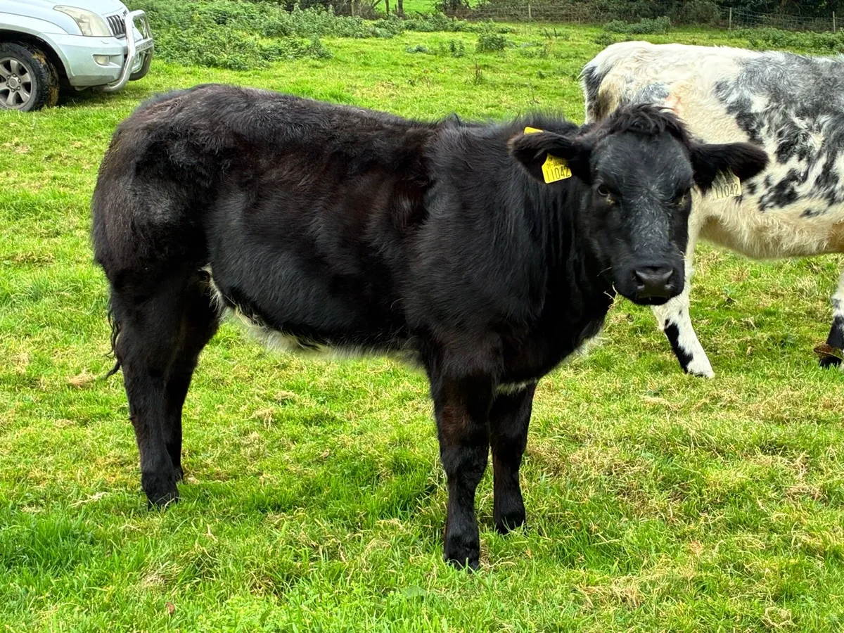 Super show heifer for sale - Image 3