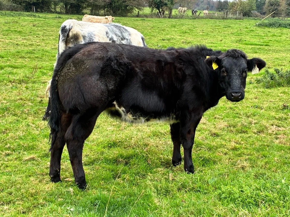 Super show heifer for sale - Image 4