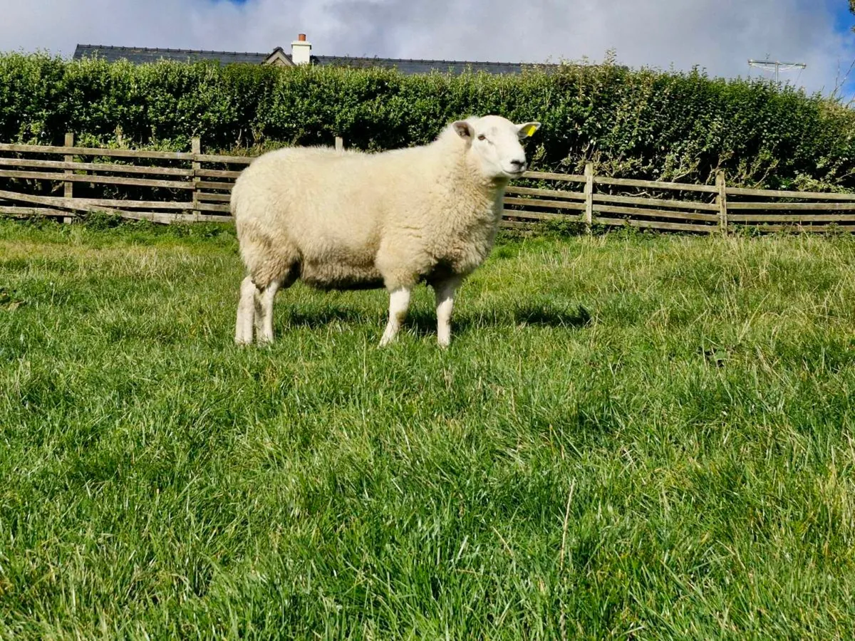 Hybrid Hogget Ram - Image 1