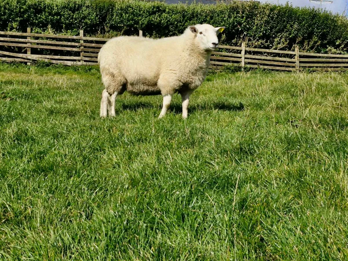 Hybrid Hogget Ram - Image 2