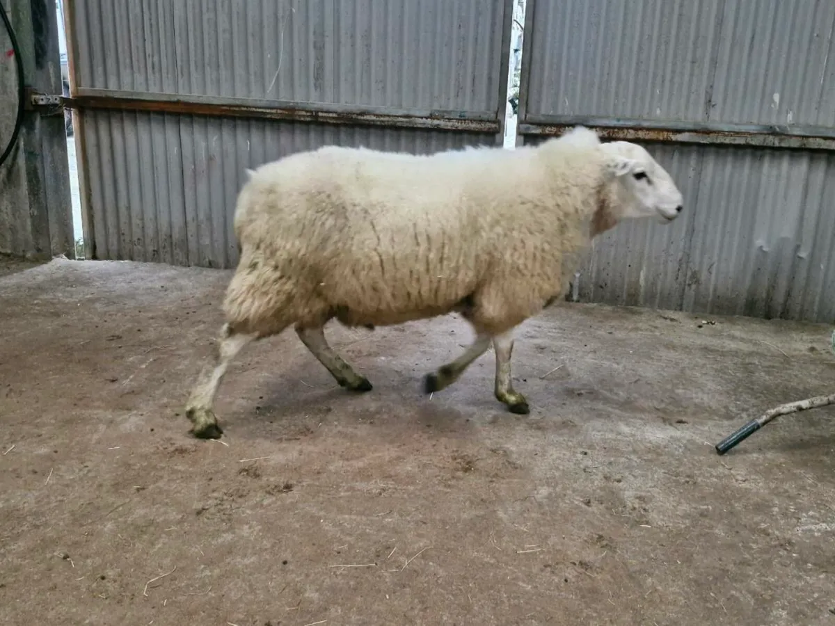 Hybrid Hogget Ram - Image 3