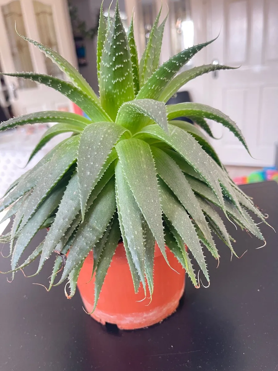 Indoor plants - Image 1