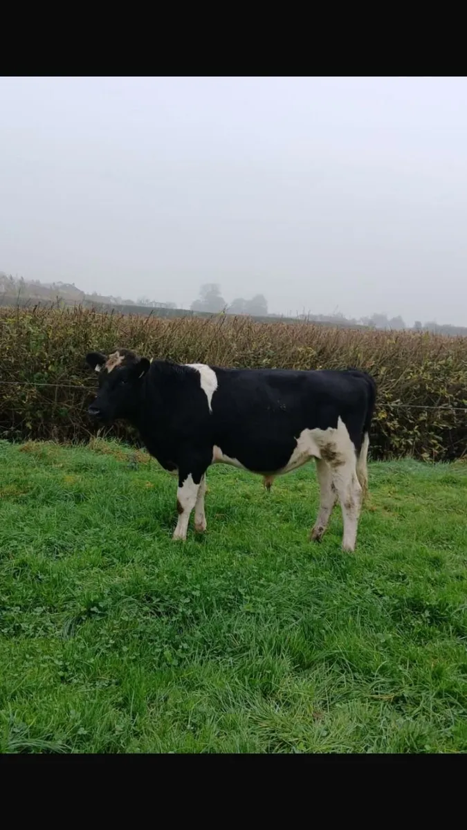 Fr Bulls - Image 1