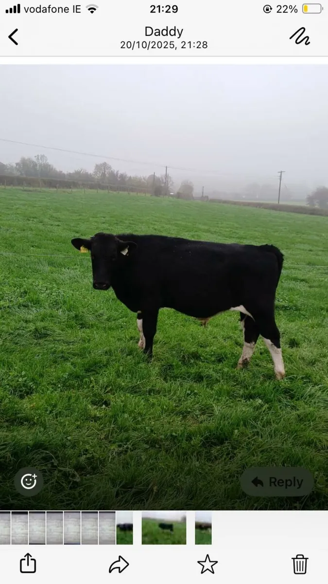 Fr Bulls - Image 2