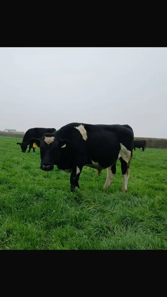 Fr Bulls - Image 3