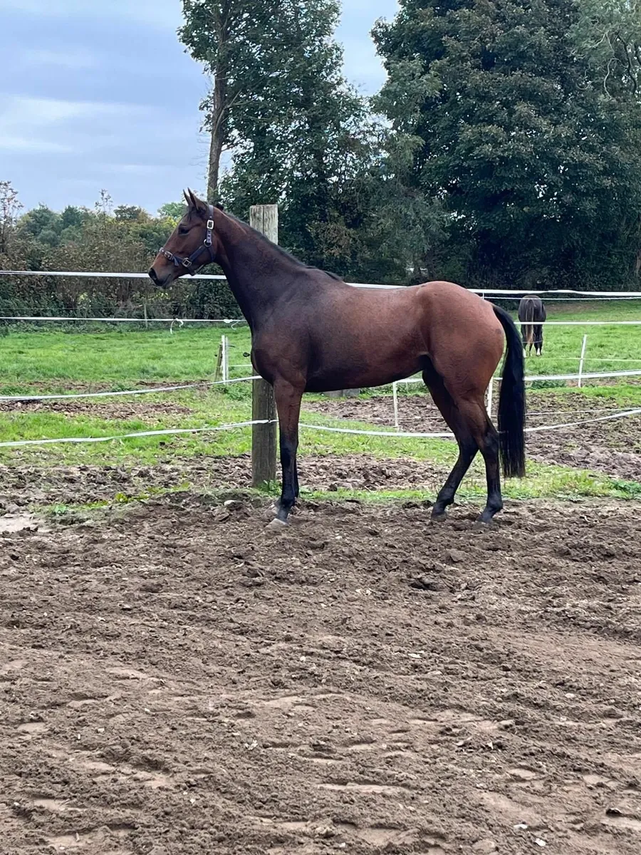 3 year old filly - Image 1