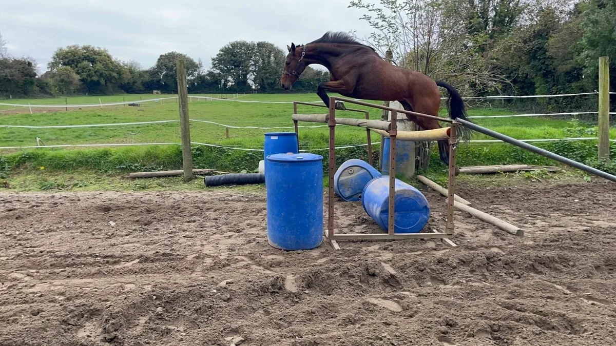 3 year old filly - Image 2