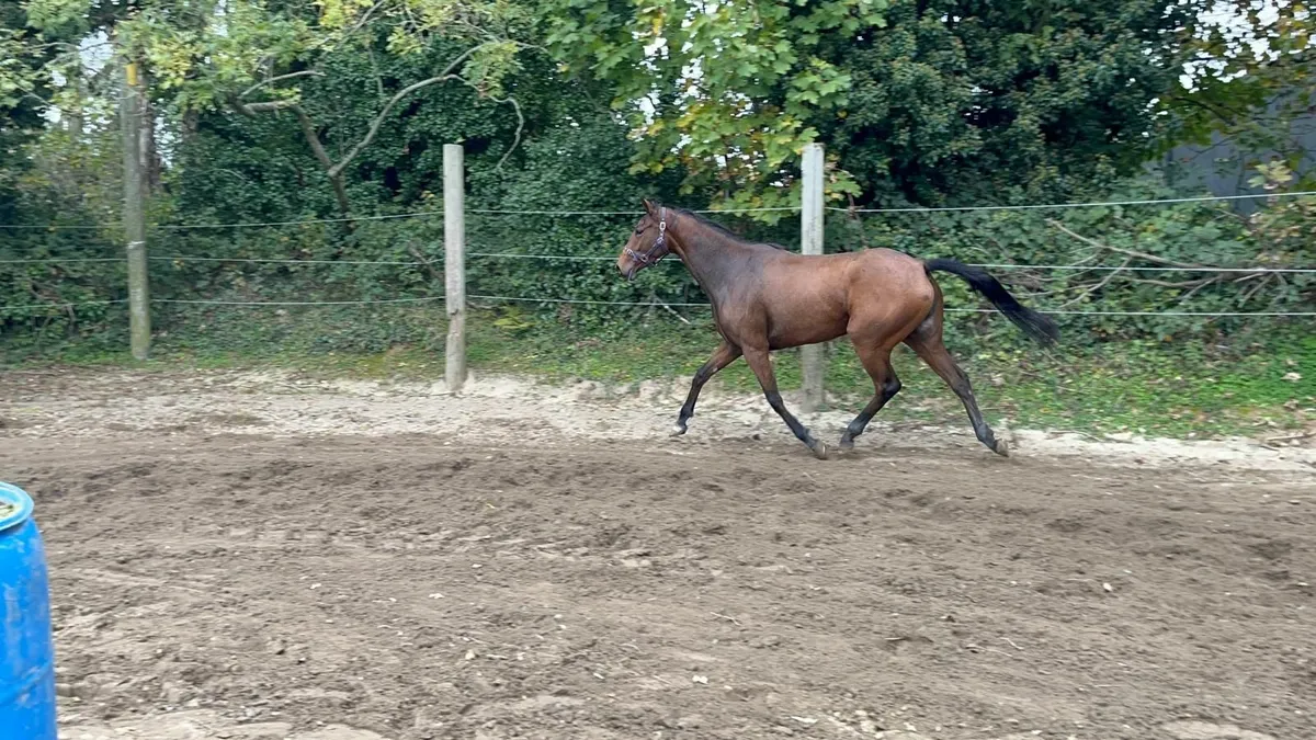 3 year old filly - Image 3