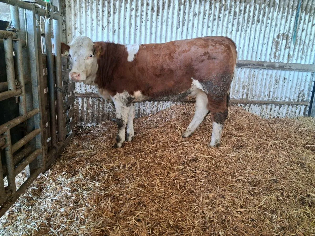 Simmental Heifers 🌟🌟🌟🌟🌟 - Image 1