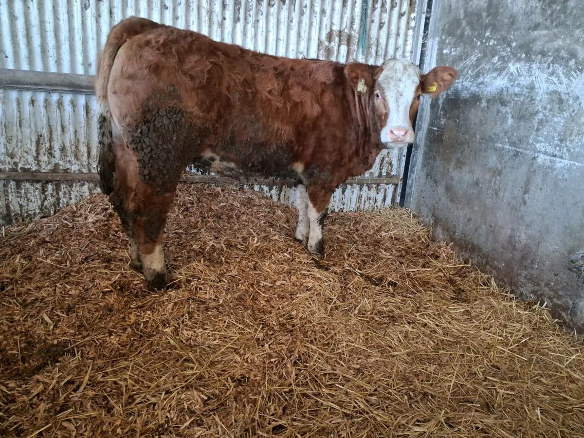 Simmental Heifers 🌟🌟🌟🌟🌟 - Image 3