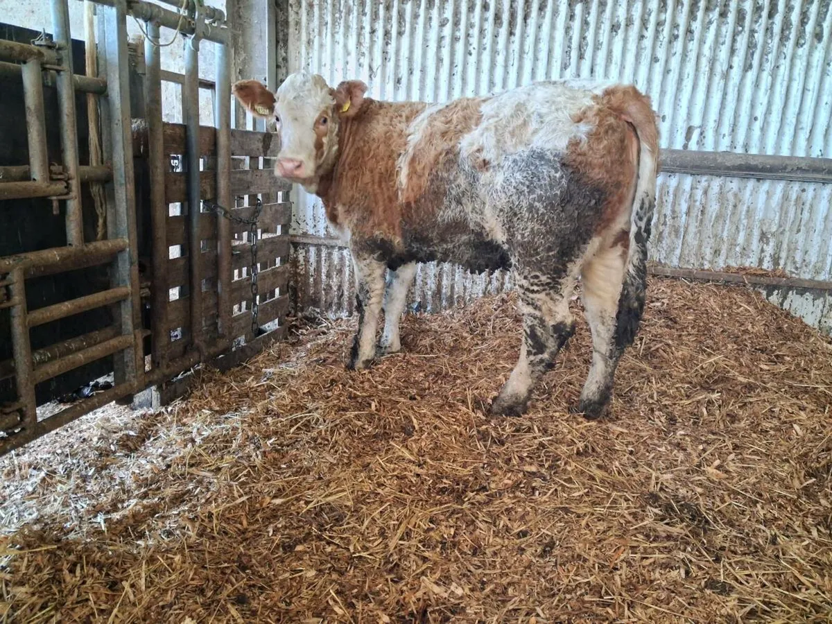 Simmental Heifers 🌟🌟🌟🌟🌟 - Image 4