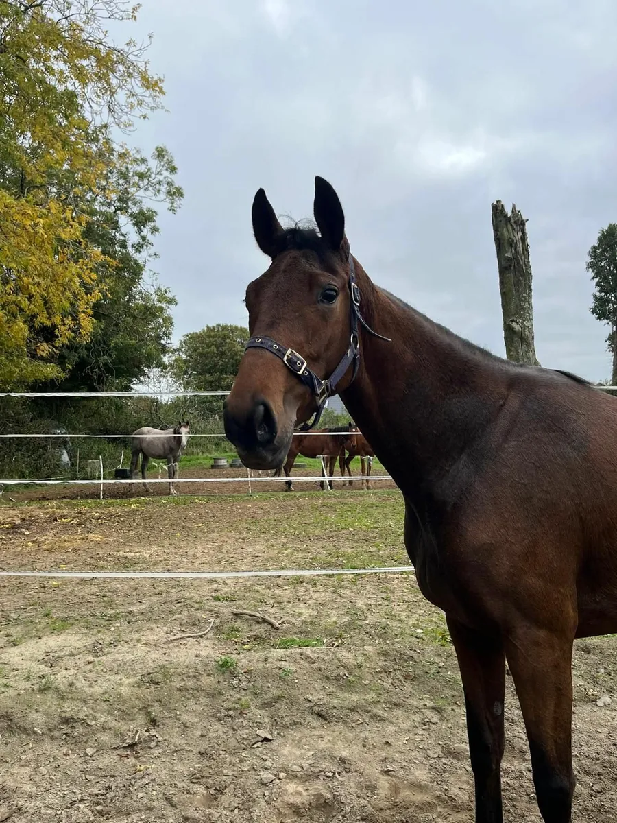3 year old filly - Image 4