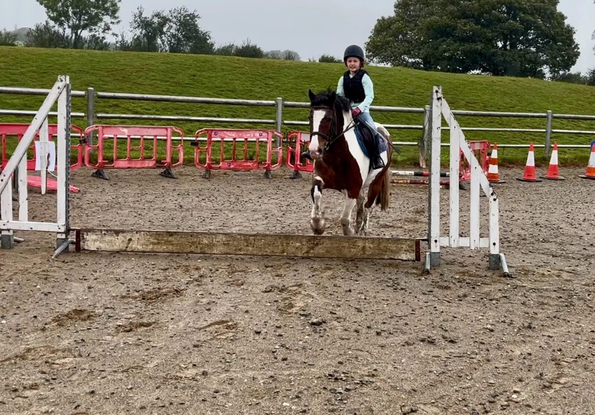 Ex riding school ponies - Image 1