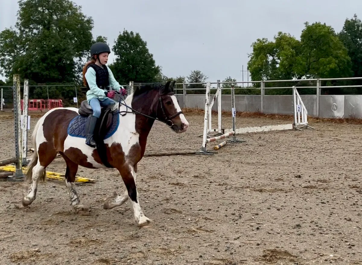 Ex riding school ponies - Image 2