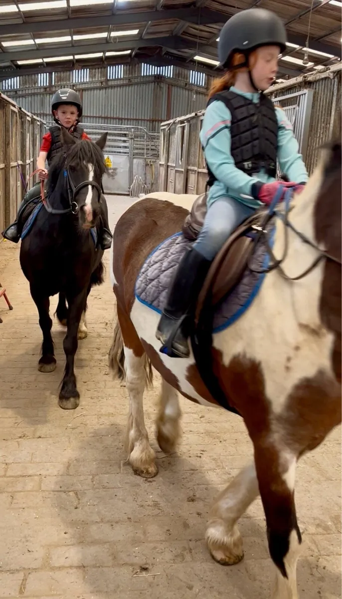 Ex riding school ponies - Image 3