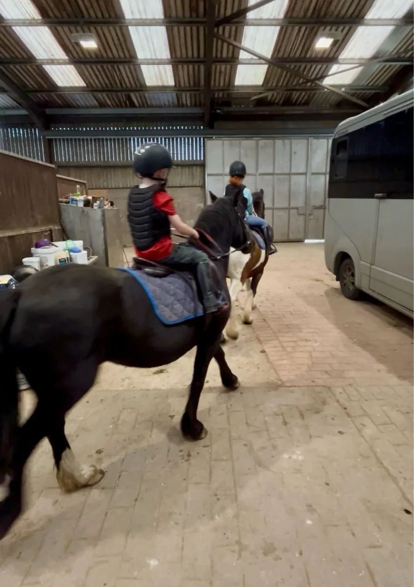 Ex riding school ponies - Image 4