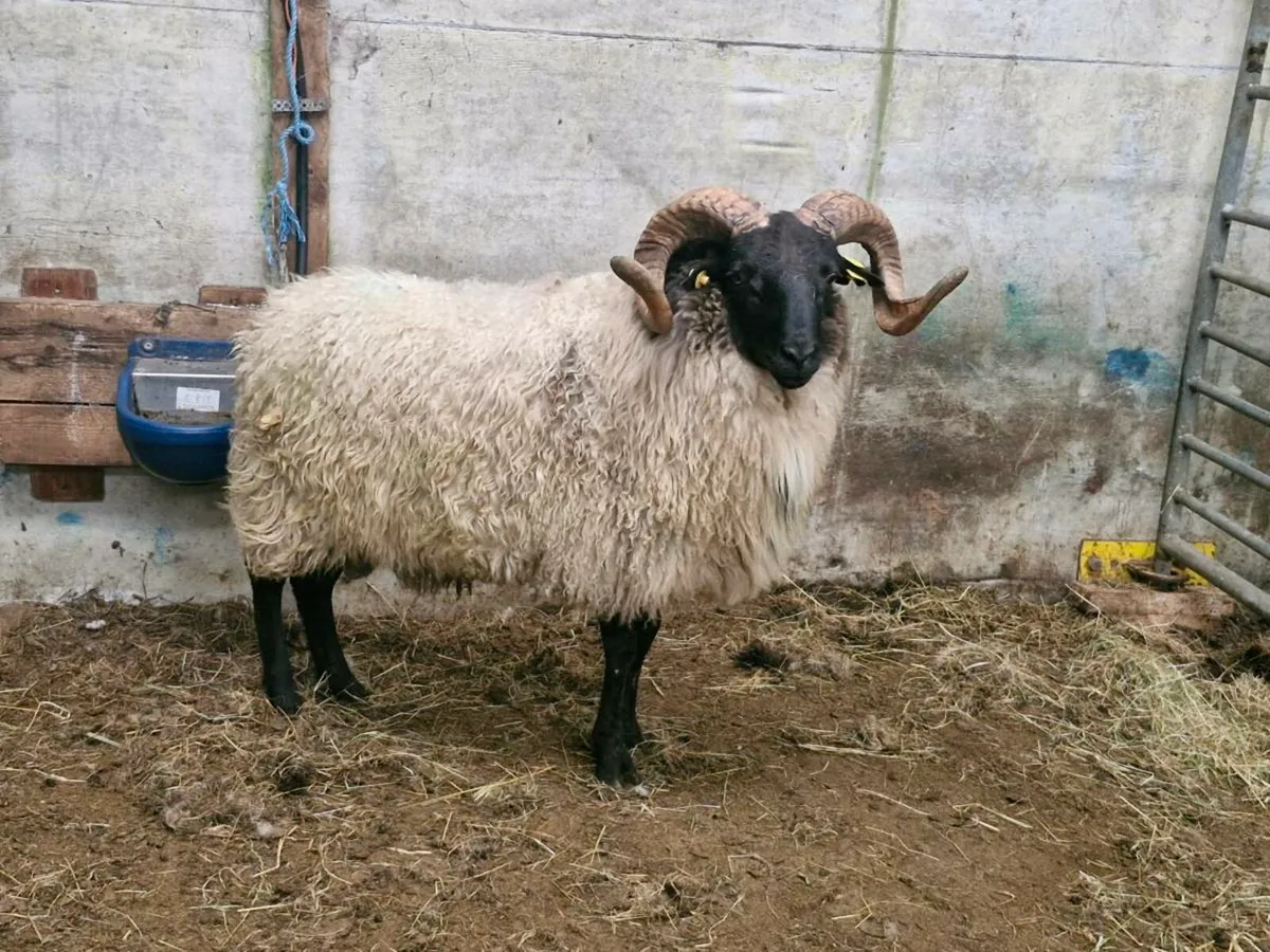 Blackface Mountain Ram - Image 2