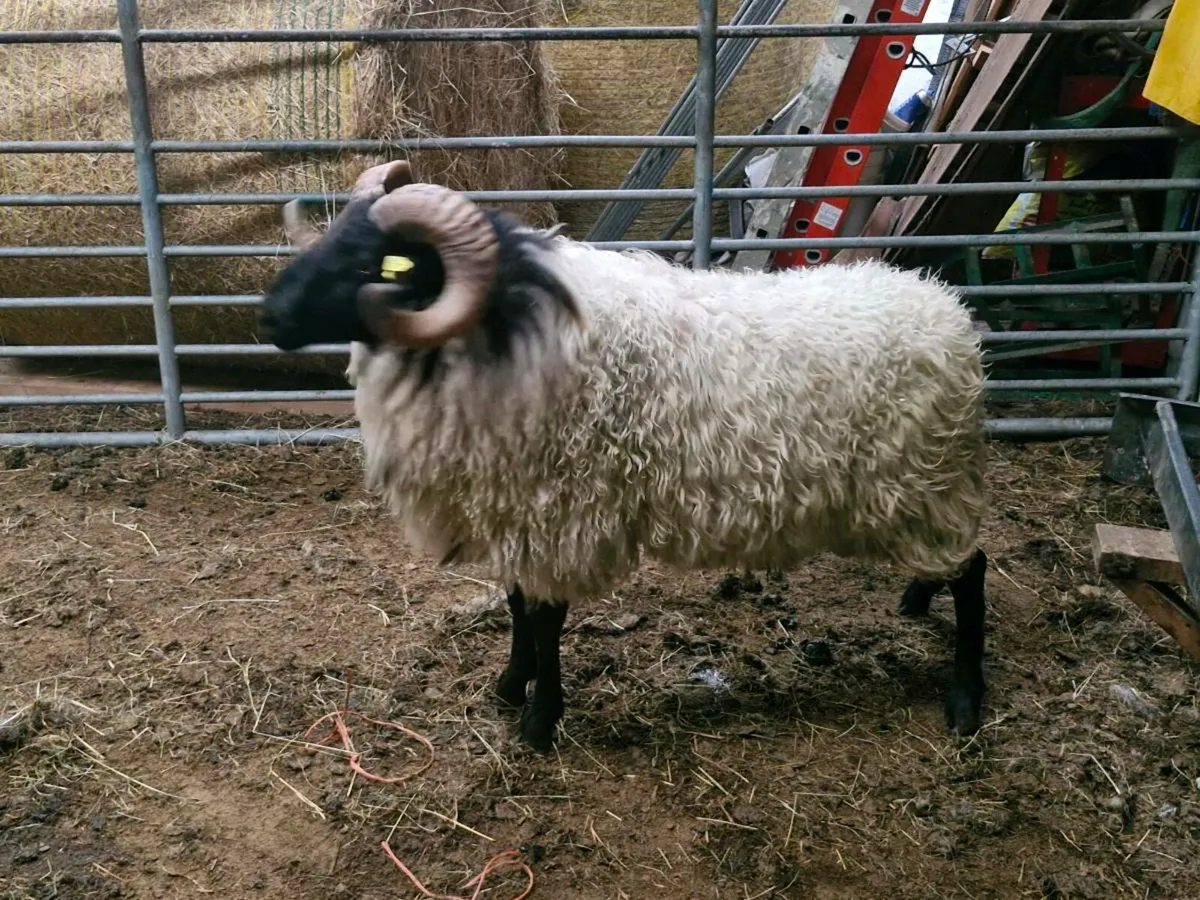 Blackface Mountain Ram - Image 3