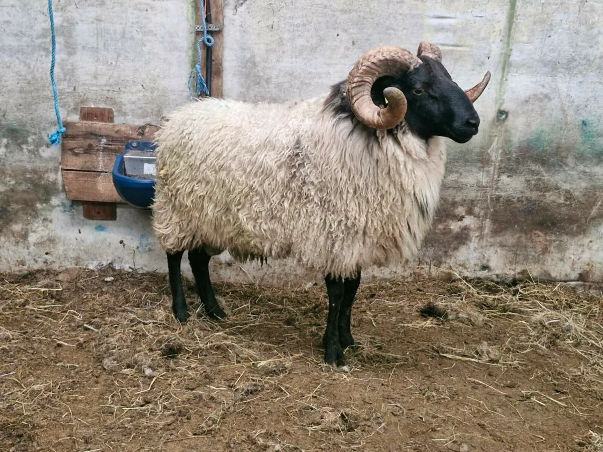 Blackface Mountain Ram - Image 4