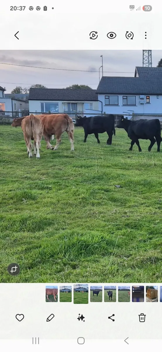 Macroom Mart  weanling show and sale 25th October - Image 2