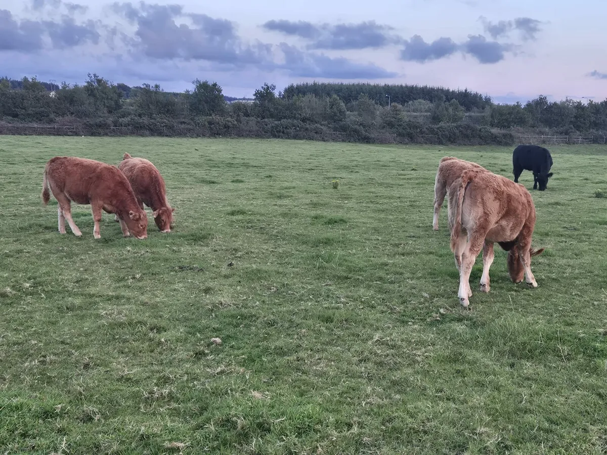 Macroom Mart  weanling show and sale 25th October - Image 3