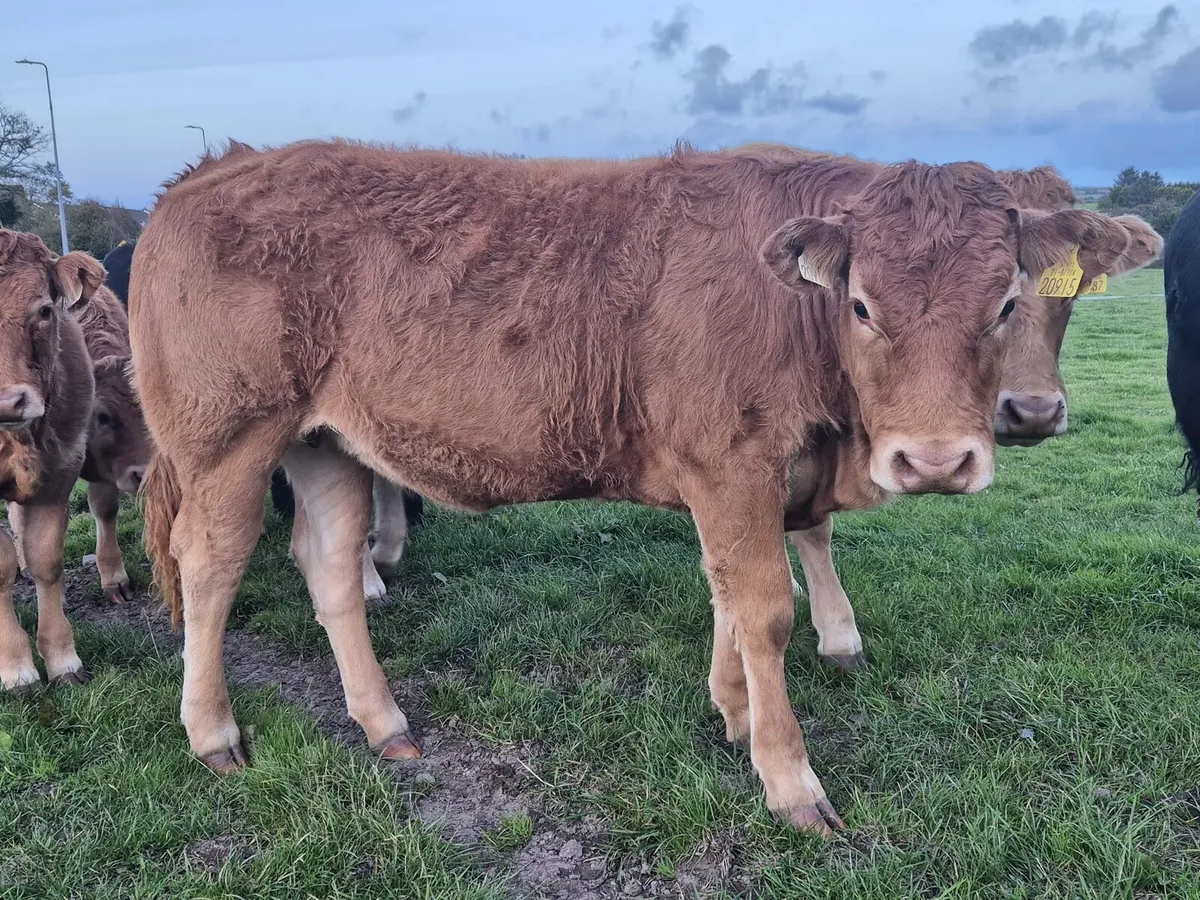 Macroom Mart  weanling show and sale 25th October - Image 4
