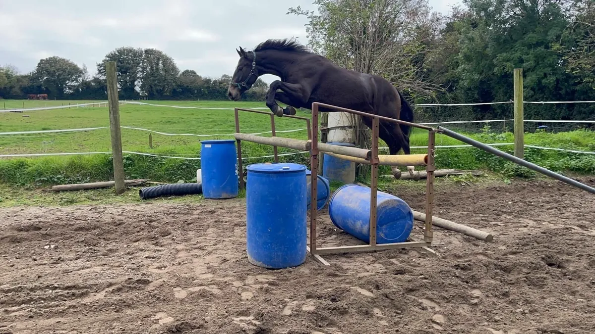 3 year old gelding - Image 1