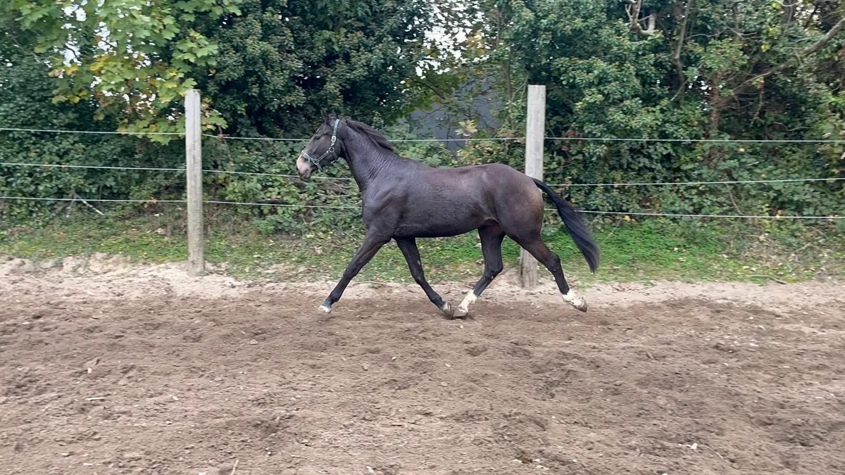 3 year old gelding - Image 2