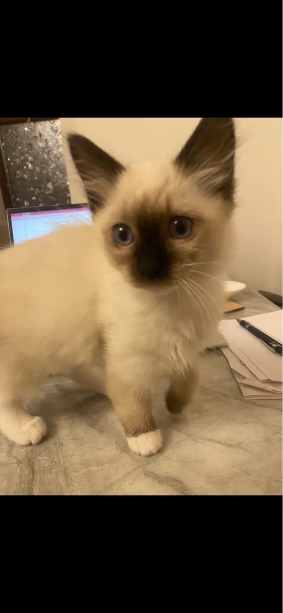 Ragdoll kittens ‼️‼️Only one female left‼️‼️ - Image 1