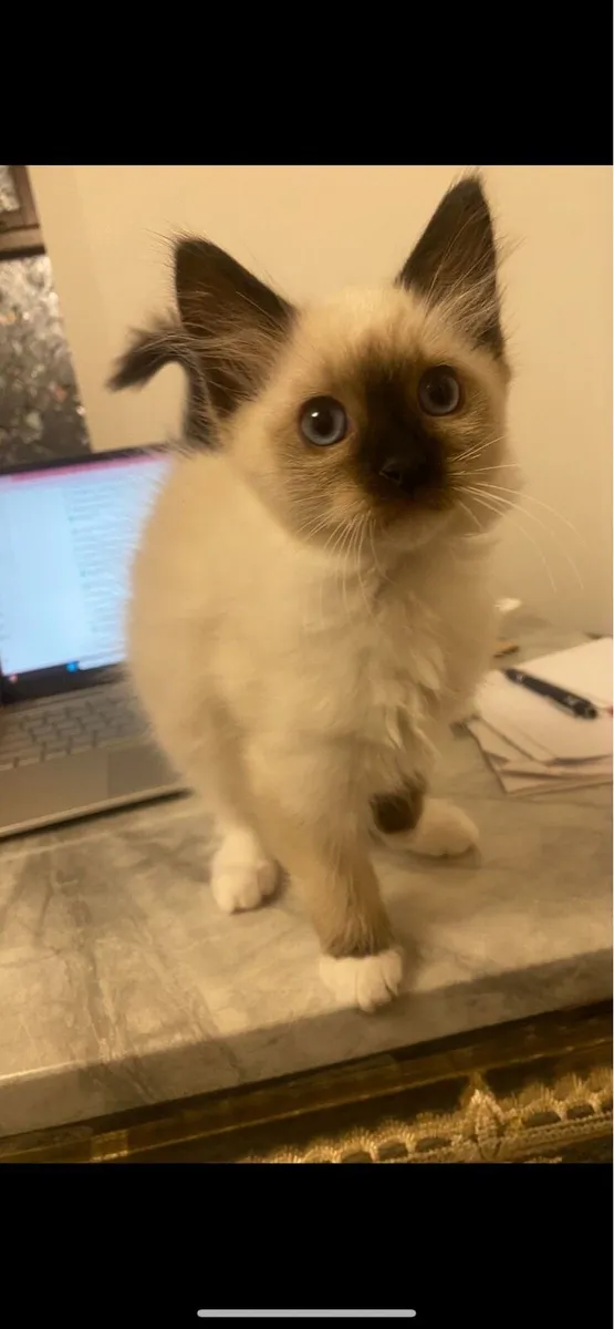 Ragdoll kittens ‼️‼️Only one female left‼️‼️ - Image 2