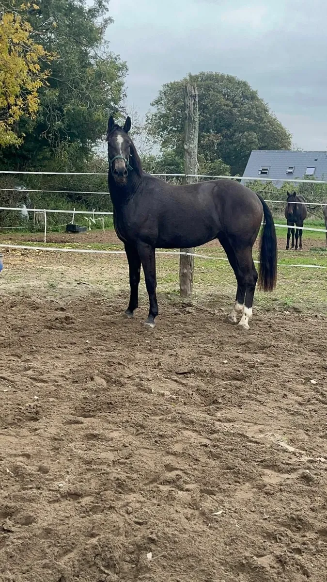 3 year old gelding - Image 3