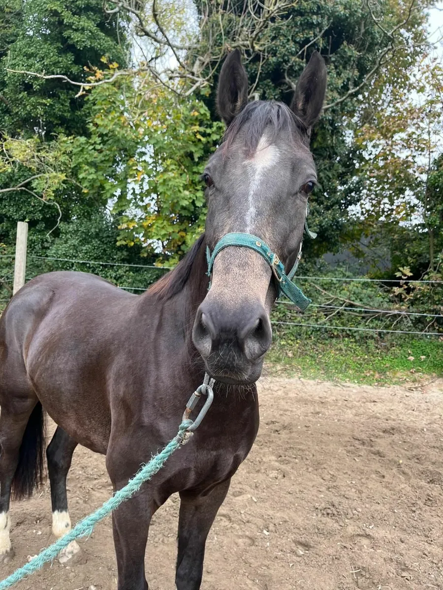 3 year old gelding - Image 4