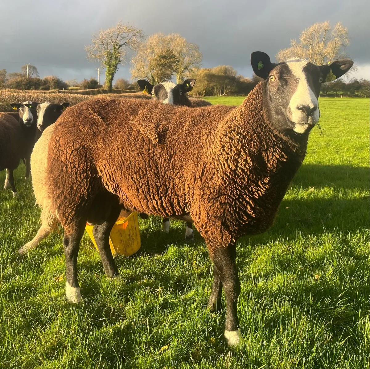 Zwartbles 5*5*  hogget Ram - Image 1