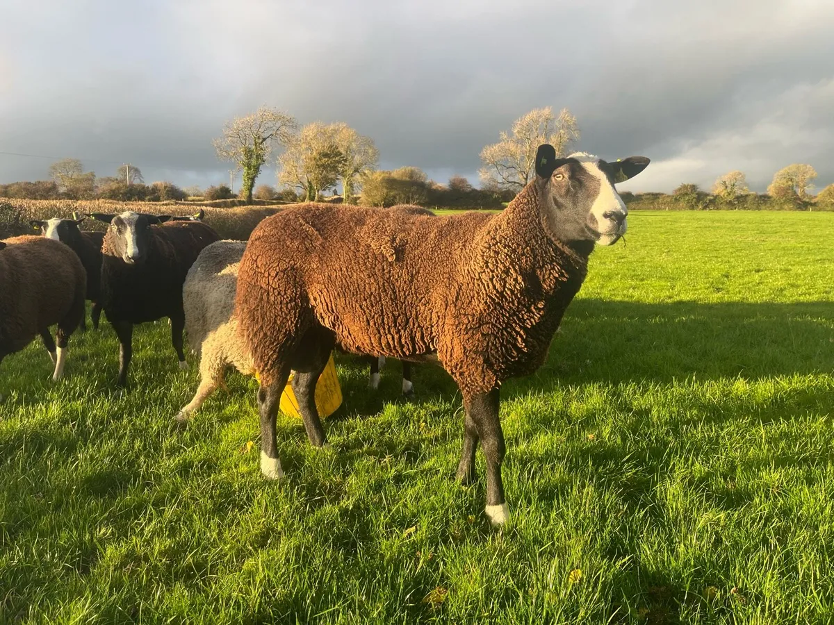Zwartbles 5*5*  hogget Ram - Image 2