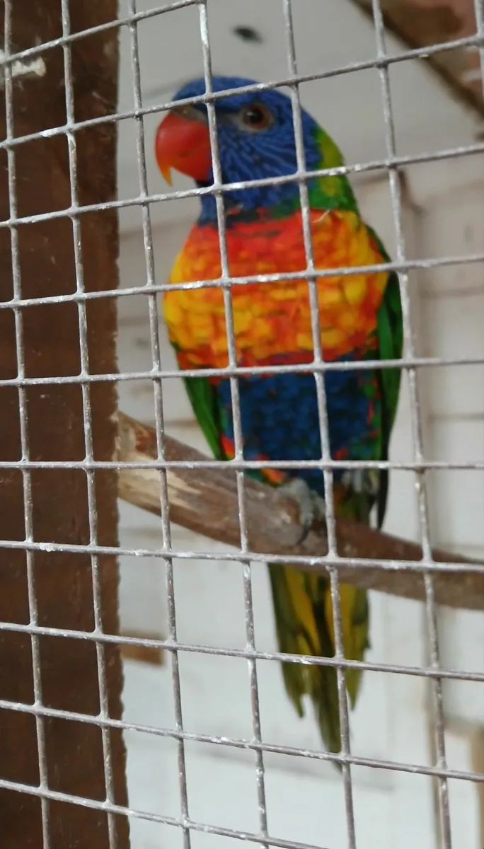 Birds - Image 2