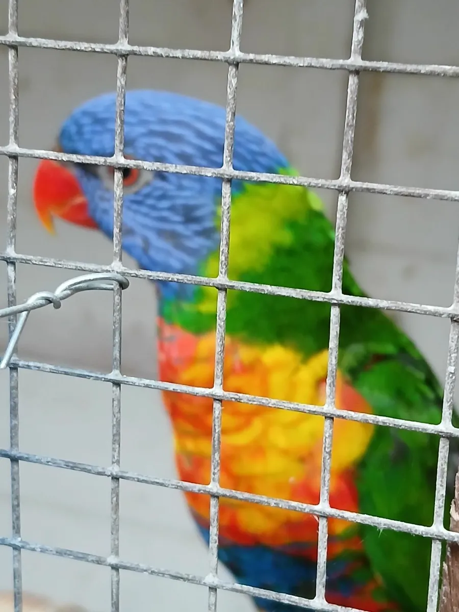 Birds - Image 3