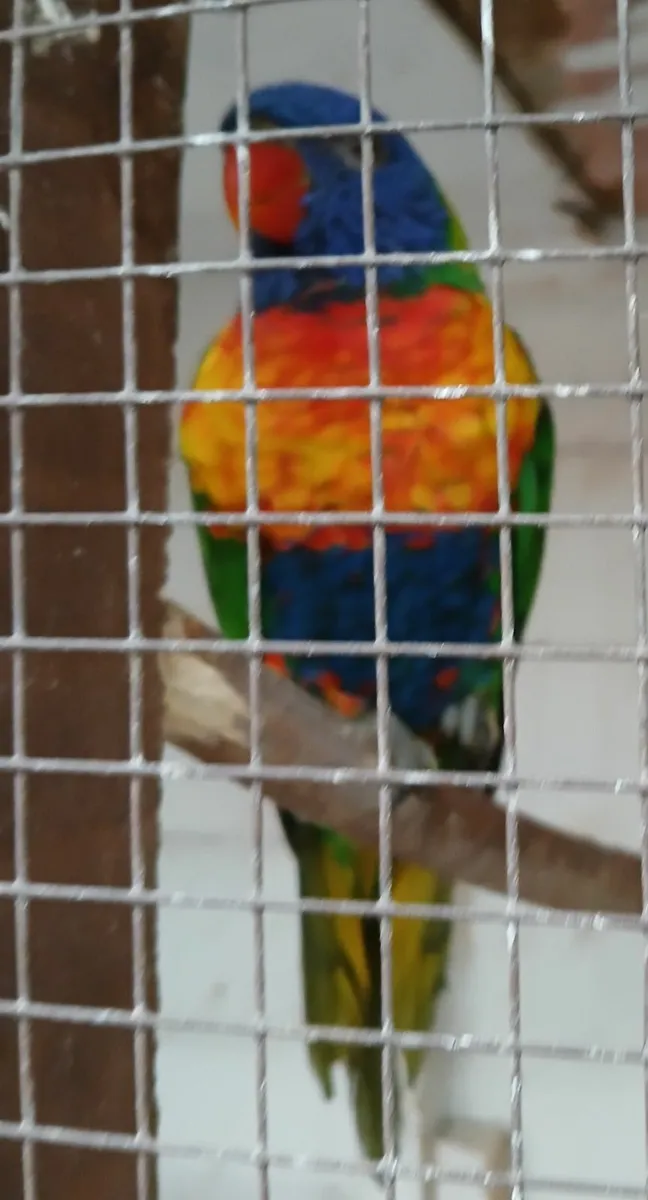 Birds - Image 4