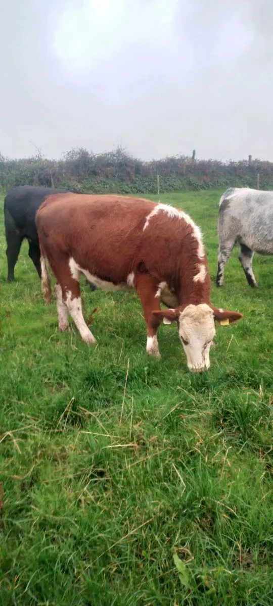 5 star heifers - Image 2