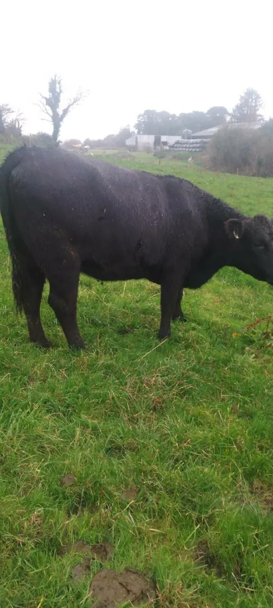 5 star heifers - Image 3