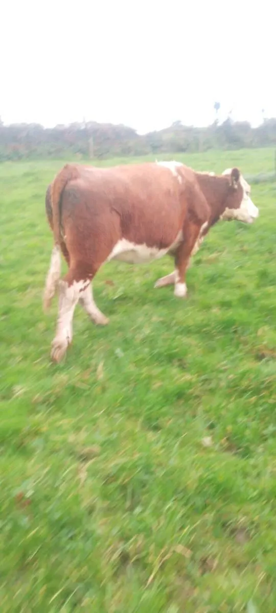 5 star heifers - Image 4