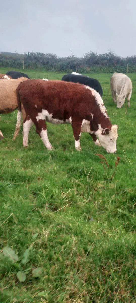 5 star heifers - Image 1