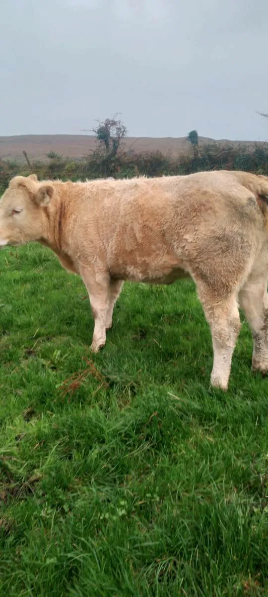 4 &5 star heifers - Image 2